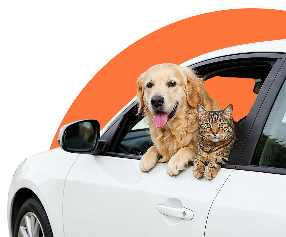 Dog and Cat sitting in a car